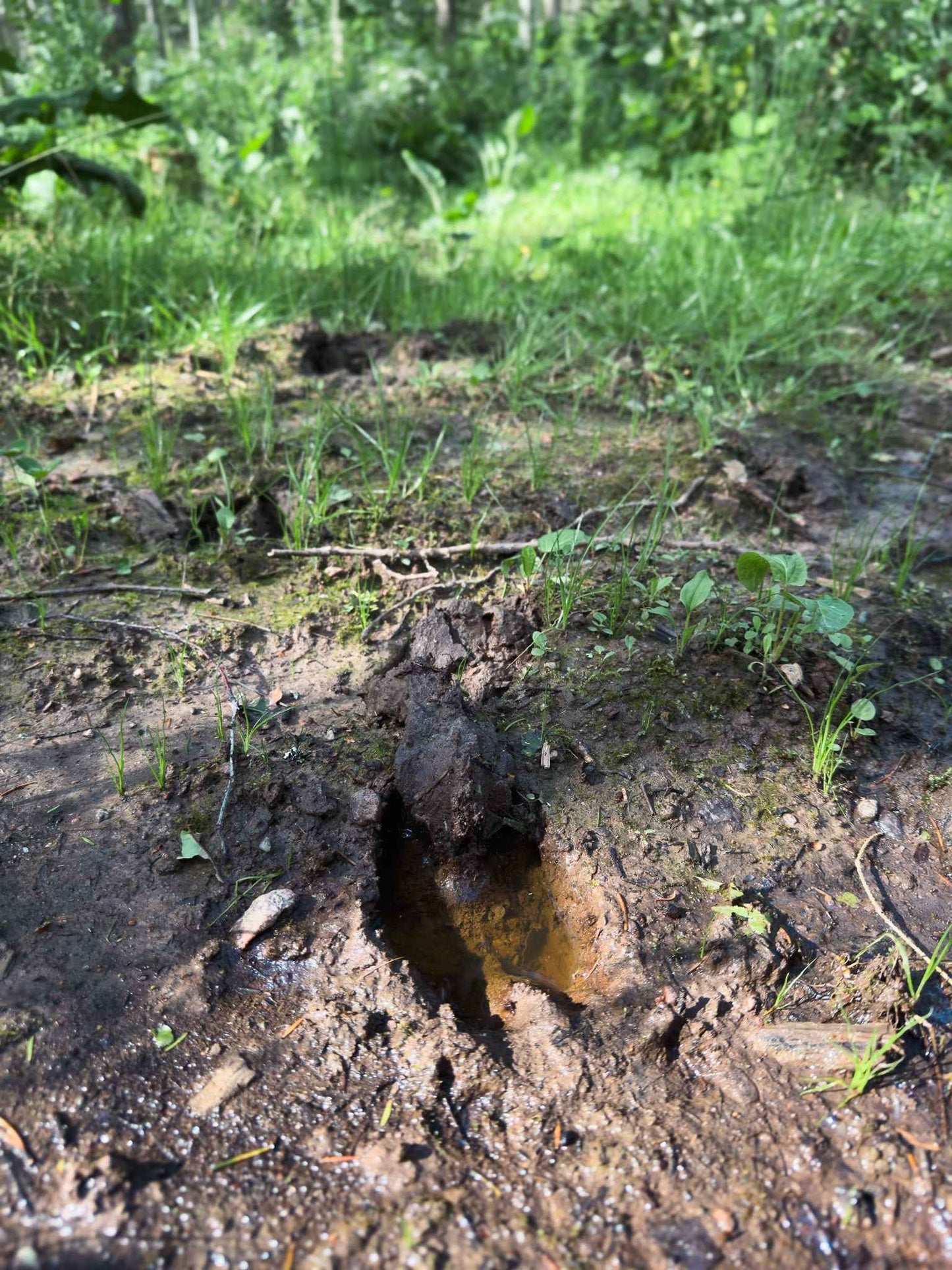 PRAŽŪTINGAS SKARDIS (6km)