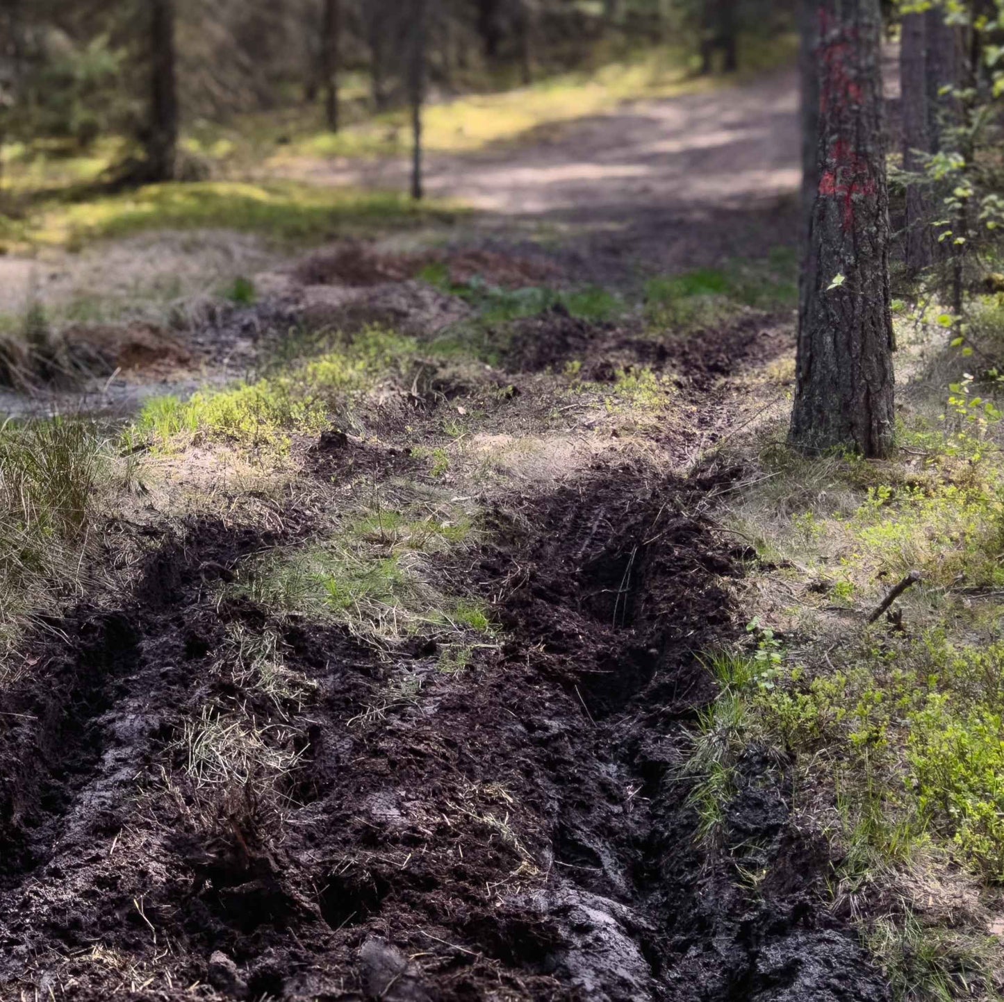 Bekelės nuotykis: Mažeikiai – Balžis