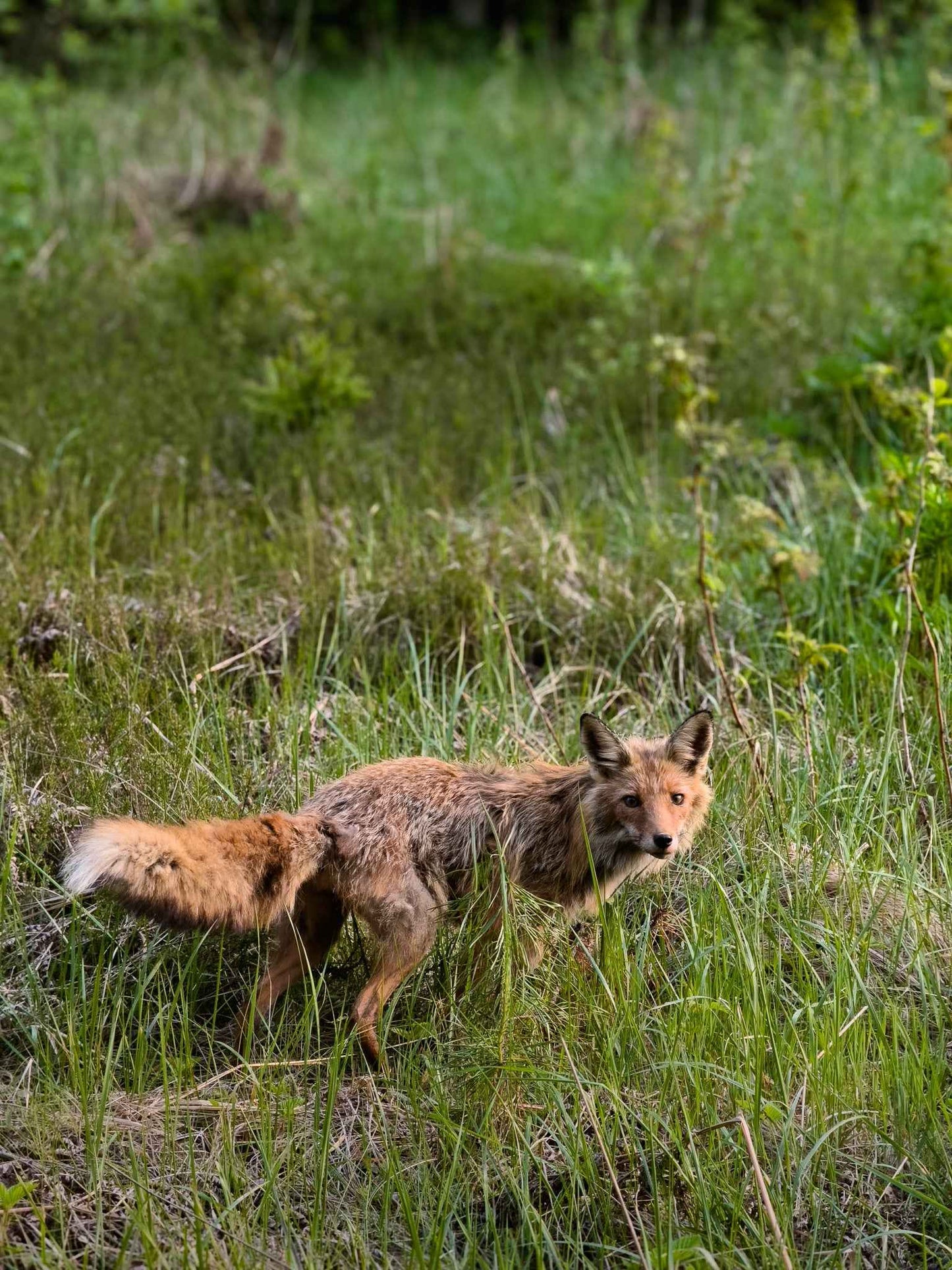 PRATYBOS (ilgis: 50km, Turgeliai)