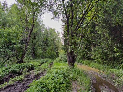 PRATYBOS (ilgis: 50km, Turgeliai)