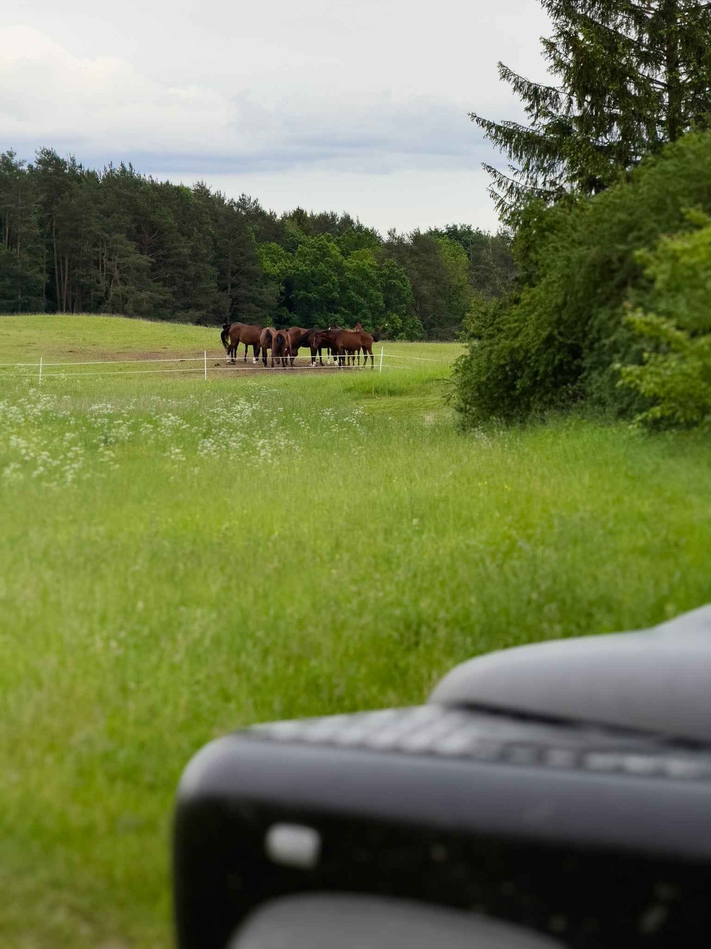 TARP ŽIRGŲ (ilgis: 9km, Riešė)