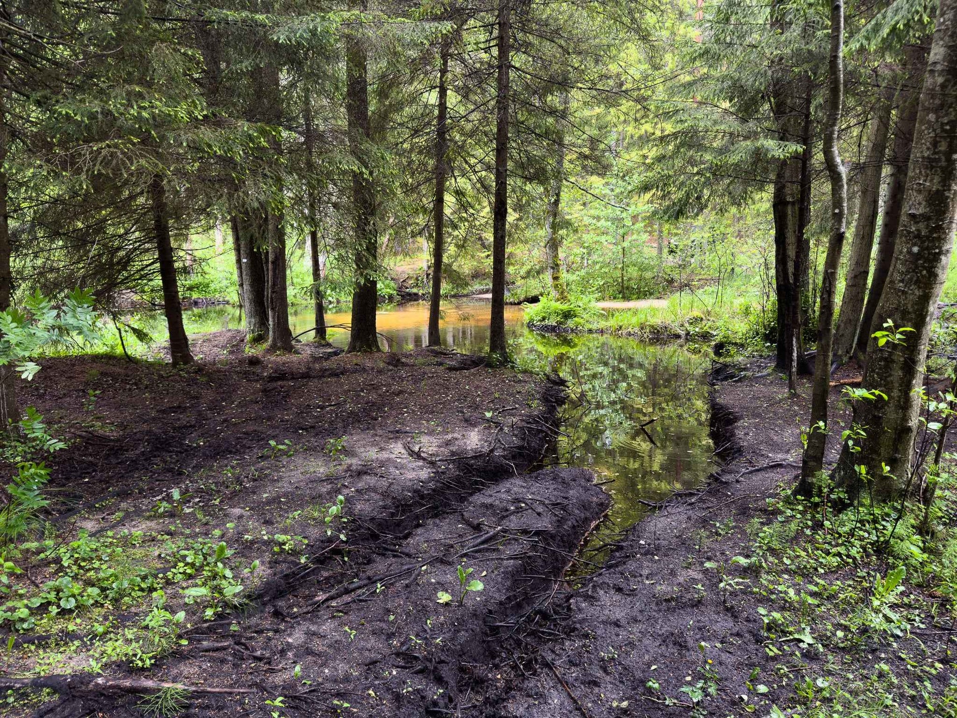 BRASTA (ilgis: 11km, Mickūnai)