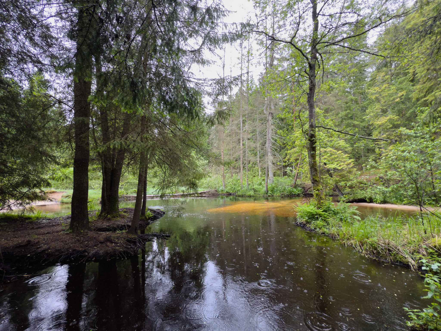 BRASTA (ilgis: 11km, Mickūnai)