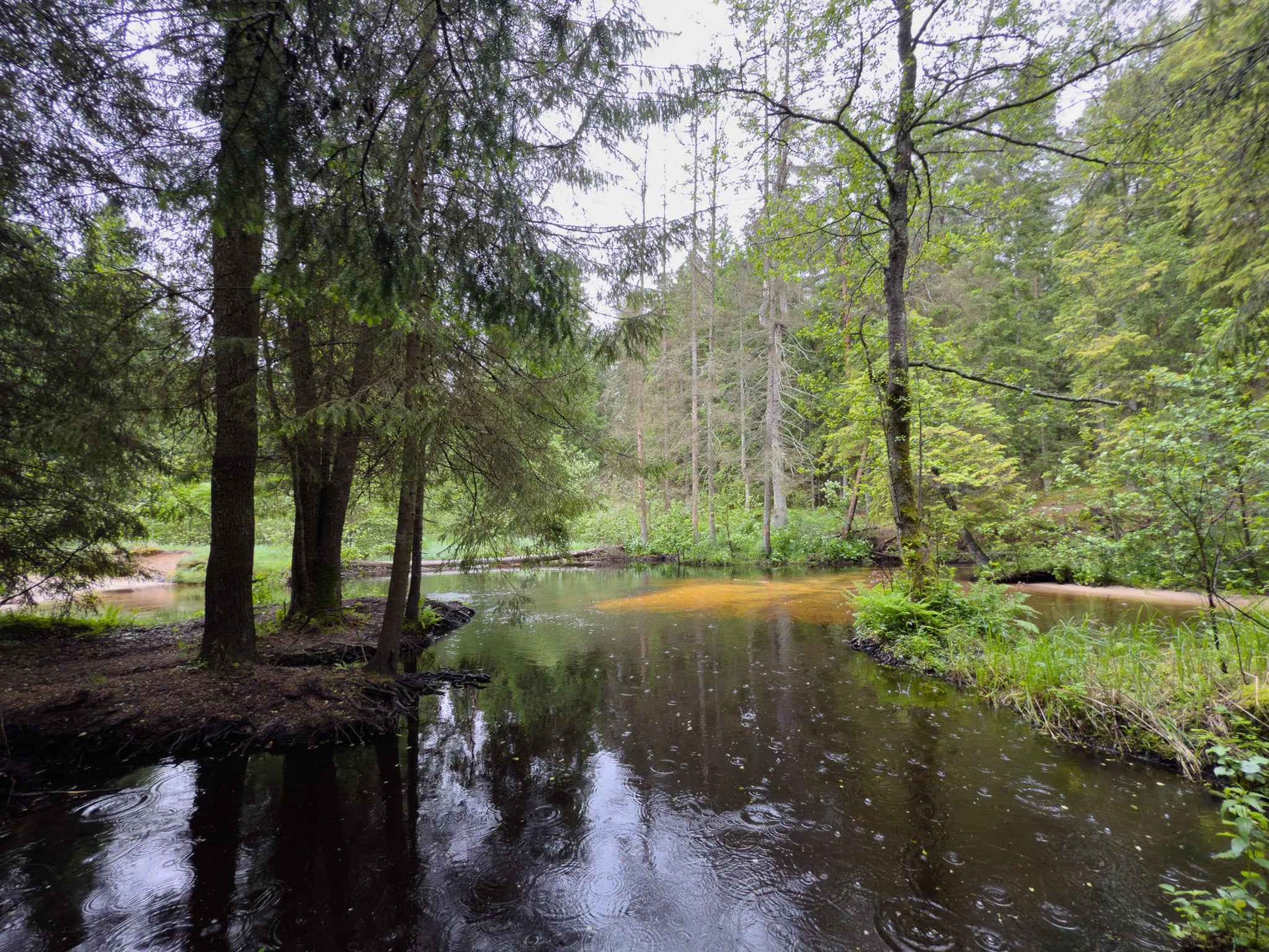 BRASTA (ilgis: 11km, Mickūnai)