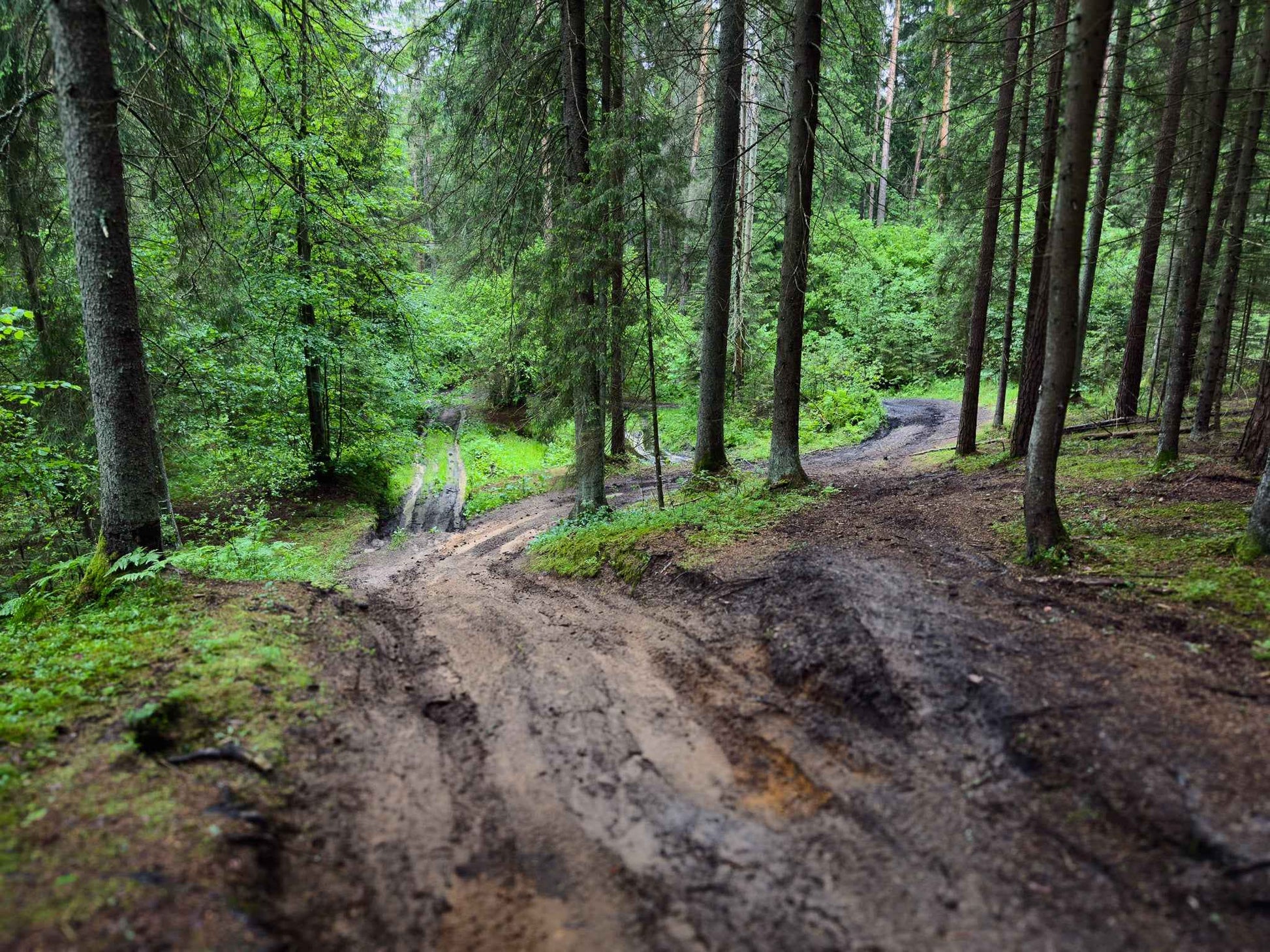 BRASTA (ilgis: 11km, Mickūnai)