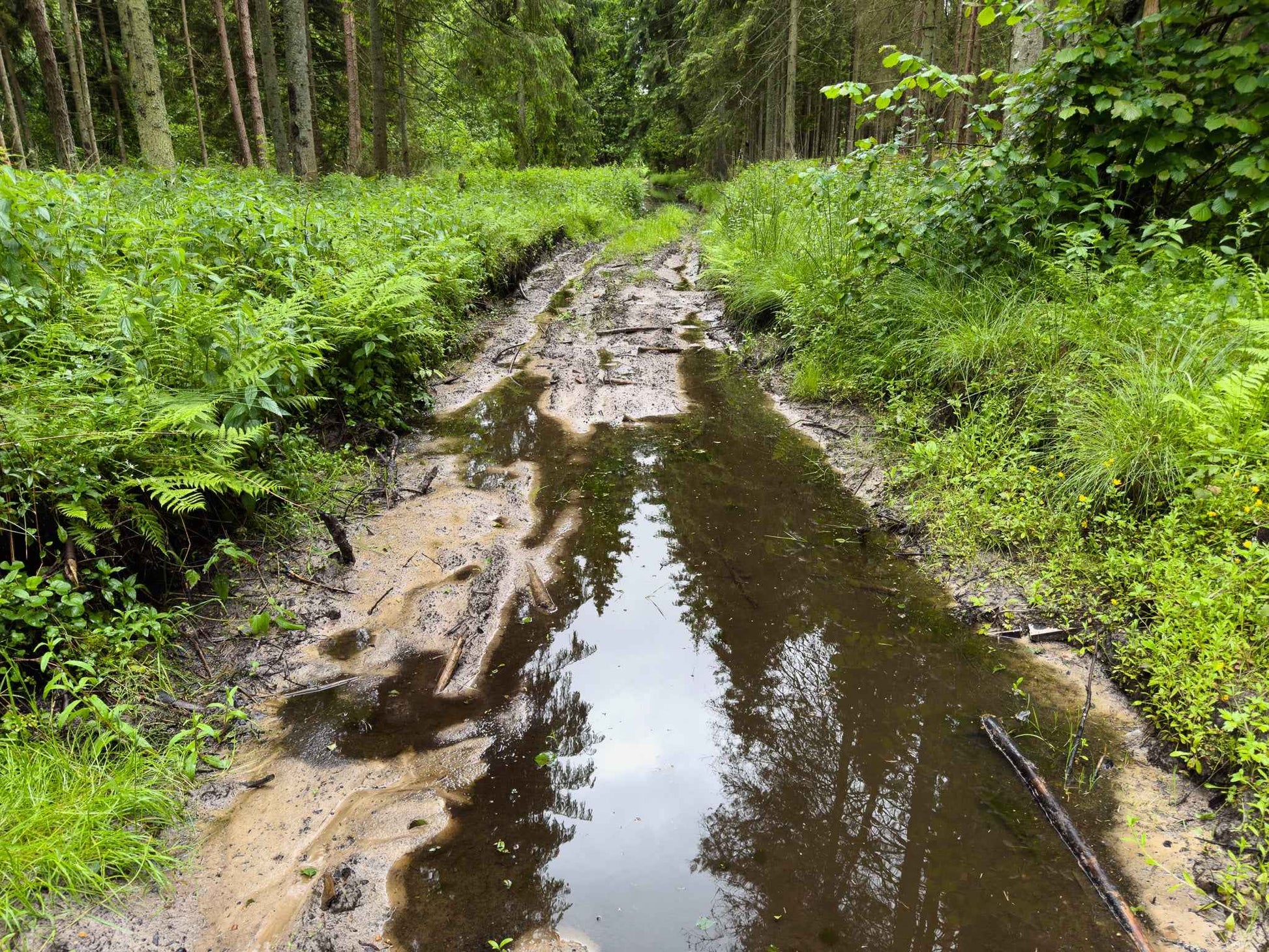 BRASTA (ilgis: 11km, Mickūnai)