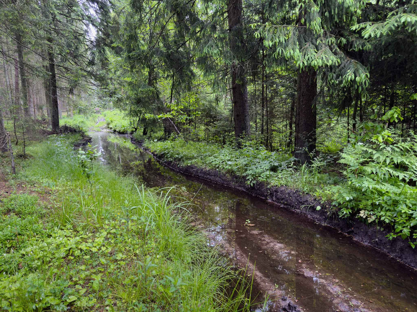 BRASTA (ilgis: 11km, Mickūnai)