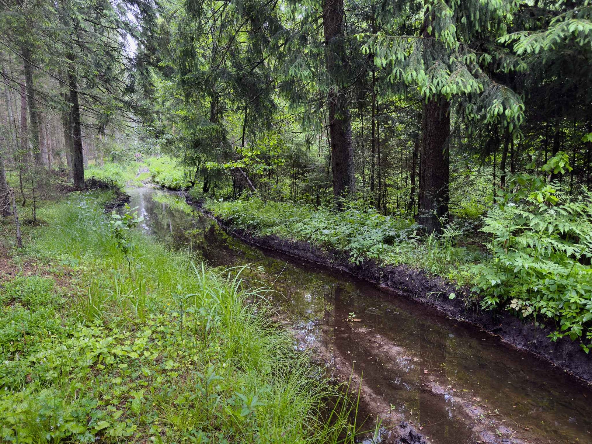 BRASTA (ilgis: 11km, Mickūnai)