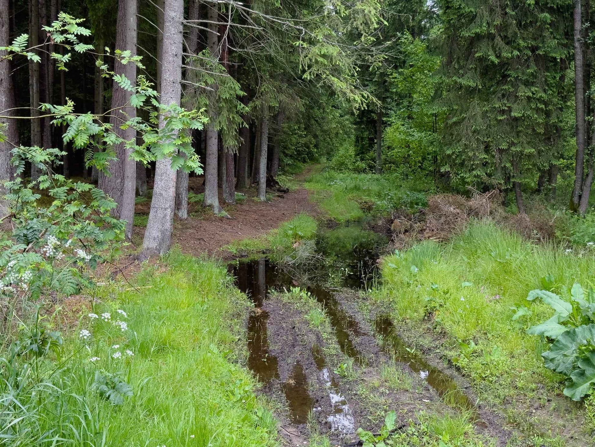 BRASTA (ilgis: 11km, Mickūnai)