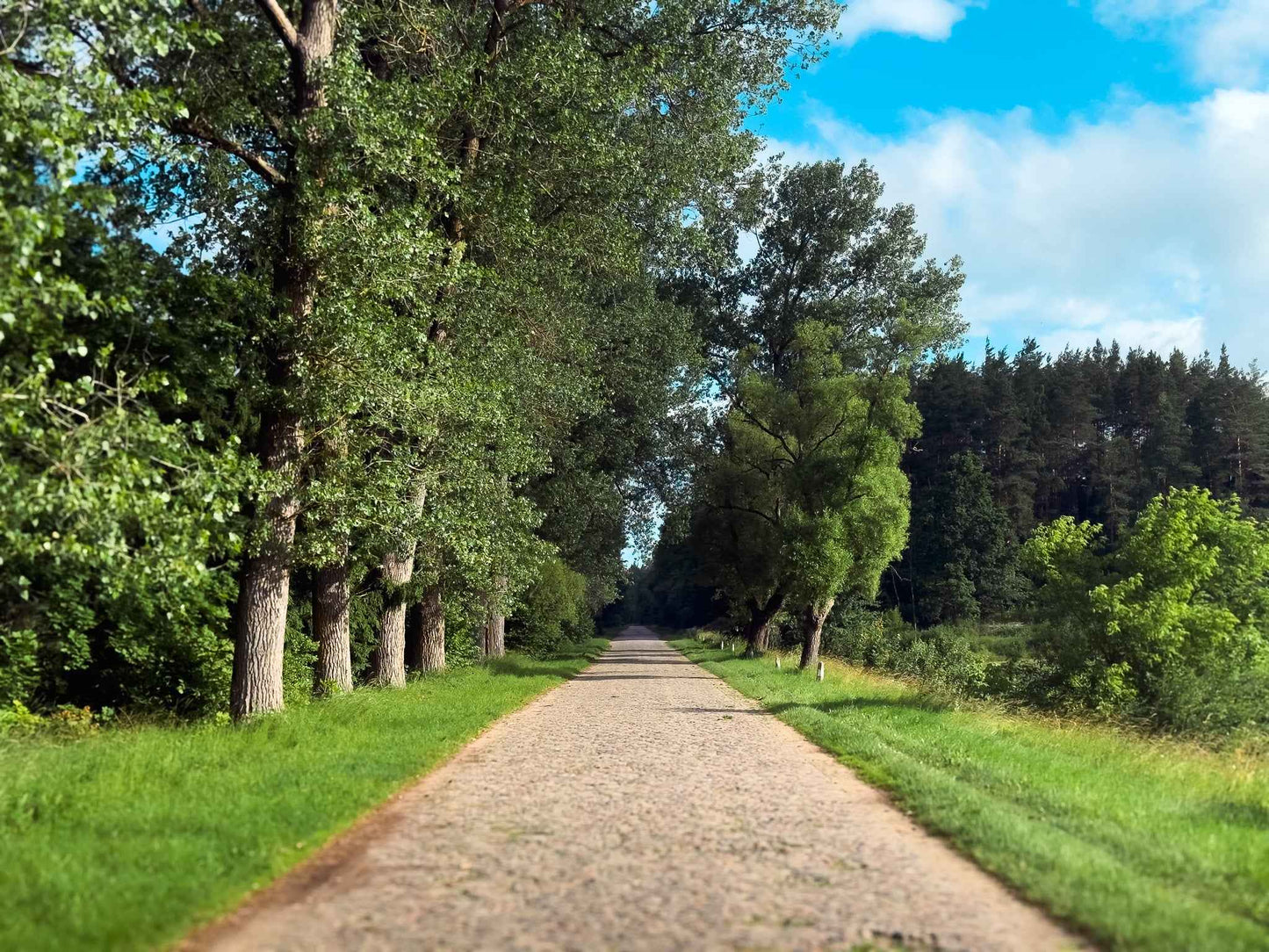 PRAŽŪTINGAS SKARDIS (6km)