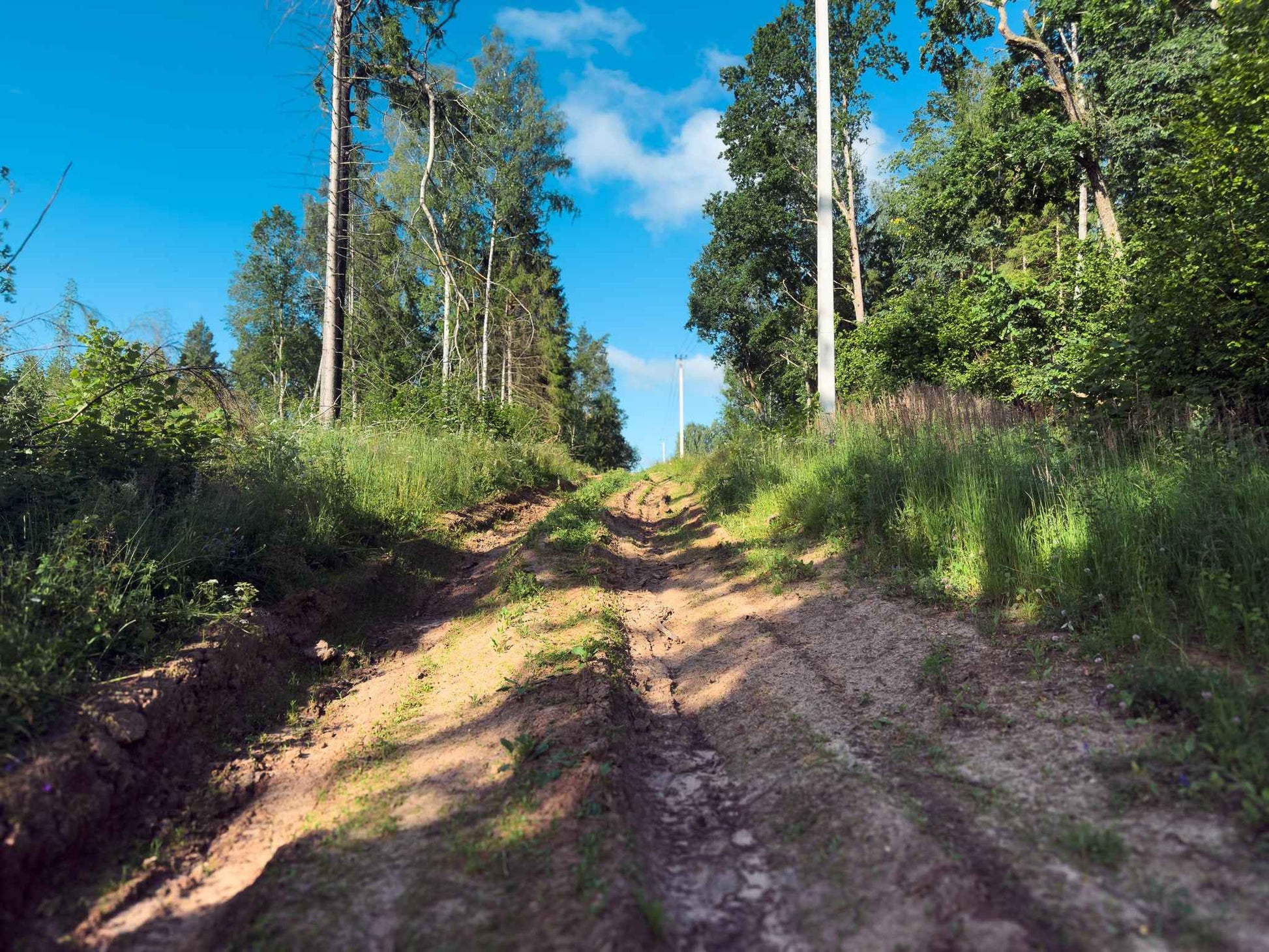 PRAŽŪTINGAS SKARDIS (6km)