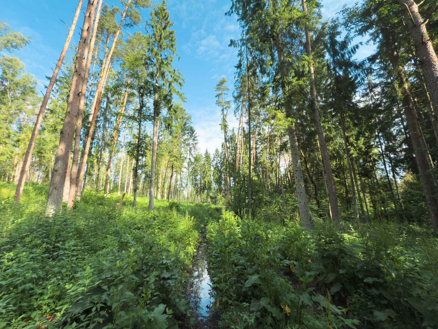 PRAŽŪTINGAS SKARDIS (6km)