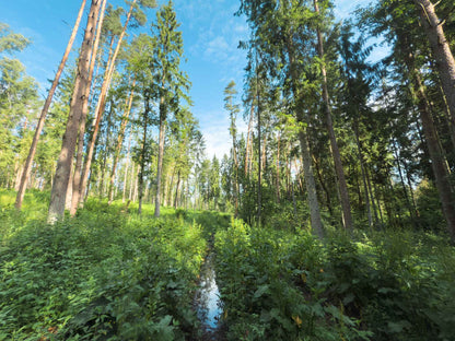 PRAŽŪTINGAS SKARDIS (6km)