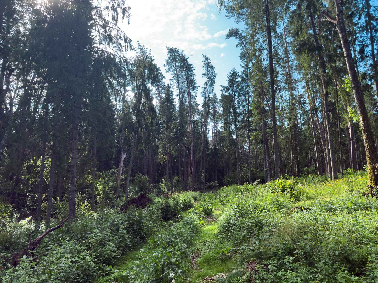 PRAŽŪTINGAS SKARDIS (6km)