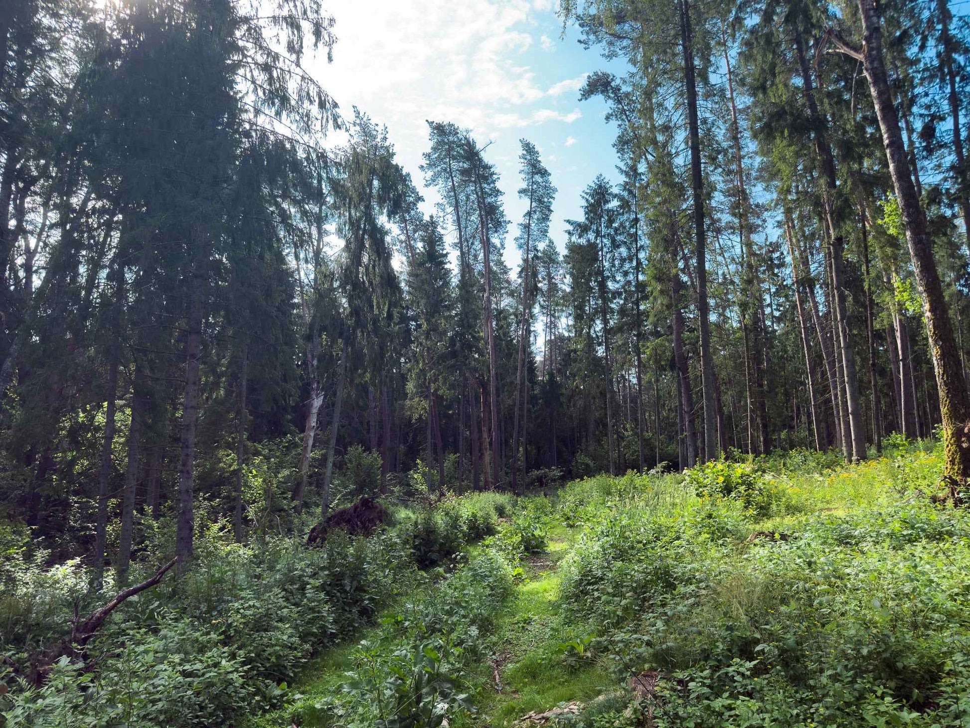 PRAŽŪTINGAS SKARDIS (6km)