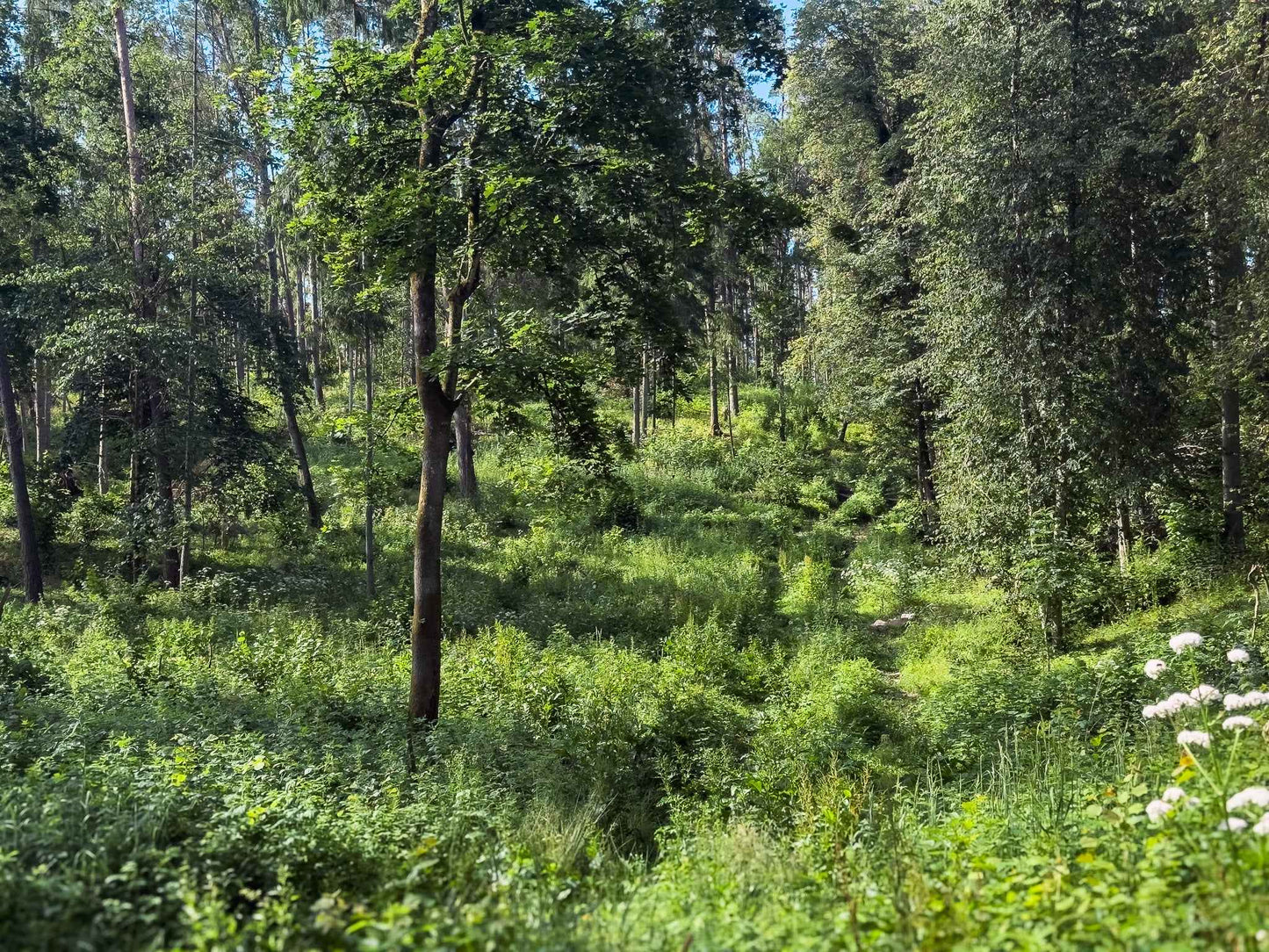 PRAŽŪTINGAS SKARDIS (6km)