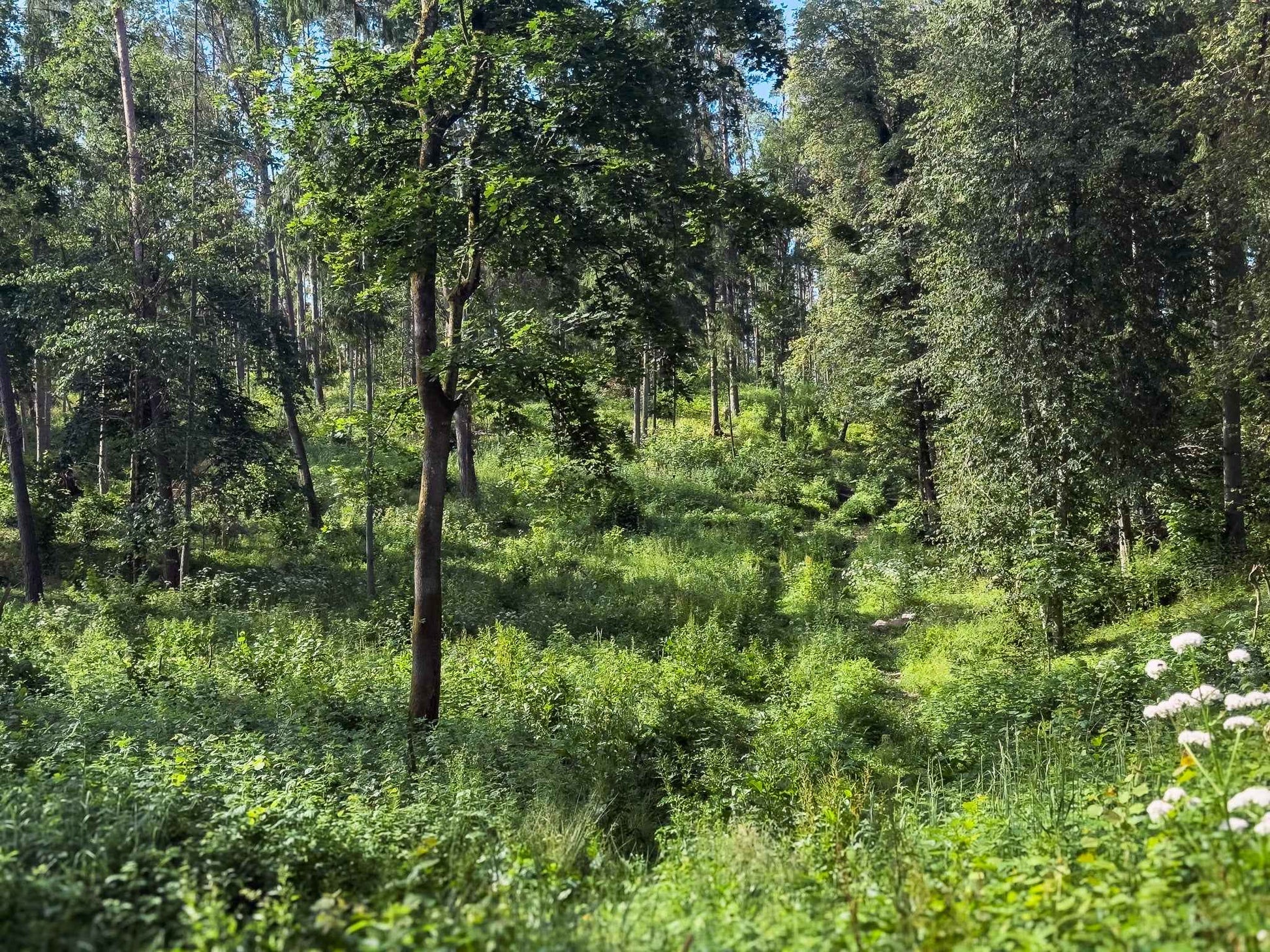 PRAŽŪTINGAS SKARDIS (6km)