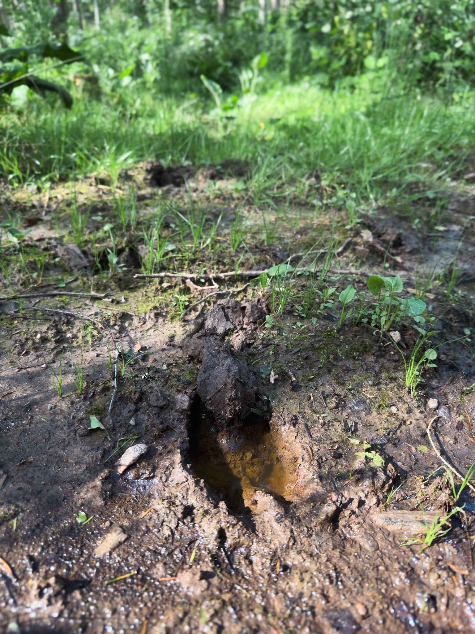 PRAŽŪTINGAS SKARDIS (6km)